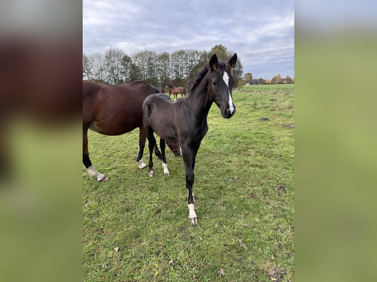 Pony tedesco Mix Stallone 1 Anno 160 cm Morello in Schapen