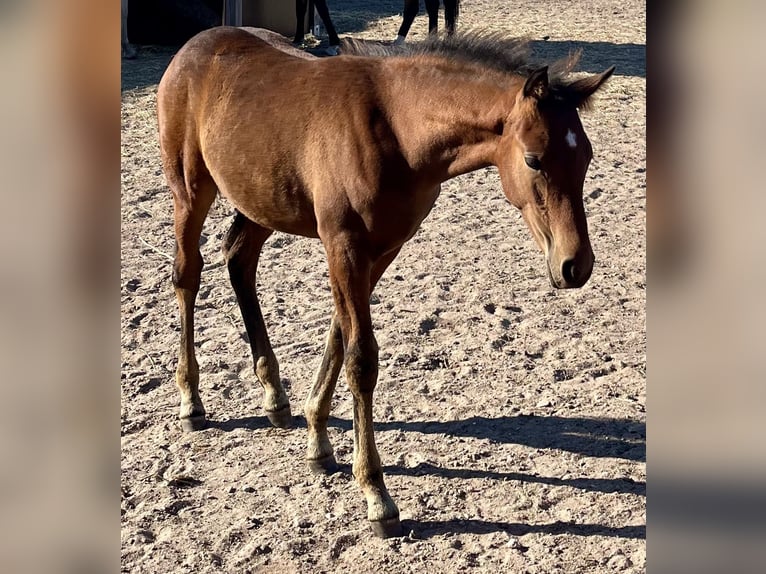 Pony tedesco Stallone 1 Anno Baio scuro in Neuengörs