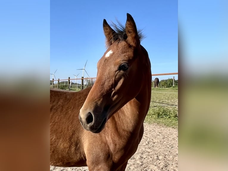 Pony tedesco Stallone 1 Anno Baio scuro in Neuengörs