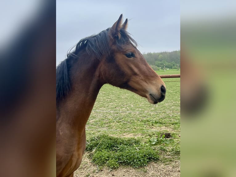 Pony tedesco Stallone 1 Anno Baio scuro in Neuengörs