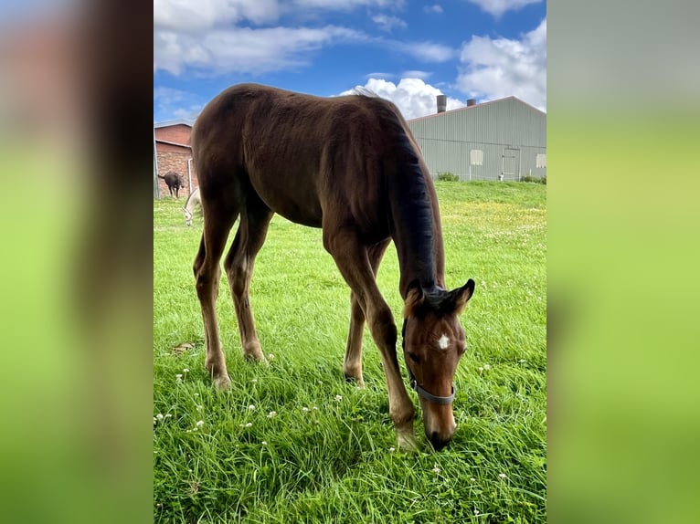 Pony tedesco Stallone 1 Anno Baio scuro in Neuengörs