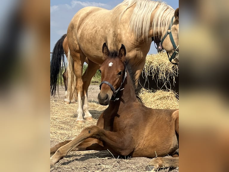 Pony tedesco Stallone 1 Anno Baio scuro in Neuengörs