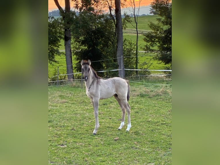 Pony tedesco Stallone 1 Anno Falbo in Gunzwill