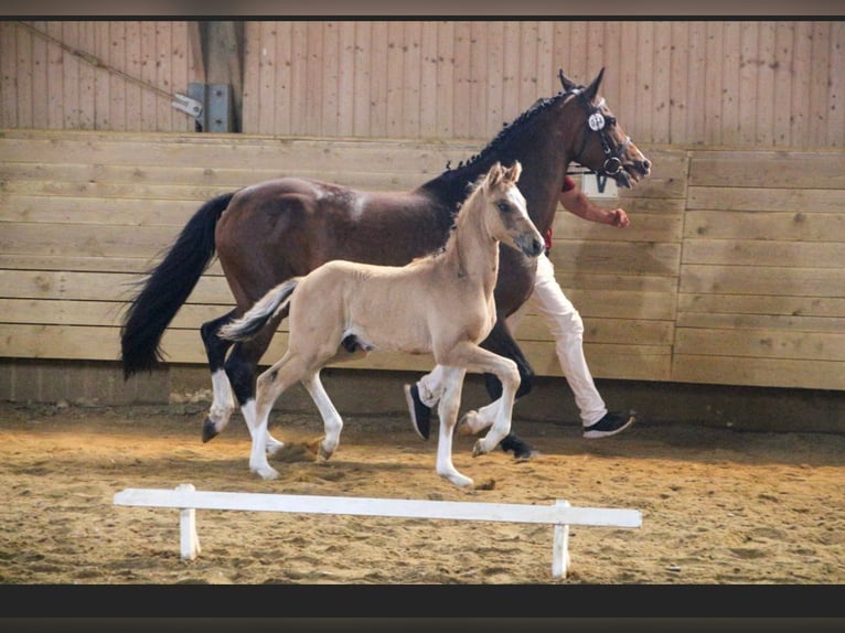 Pony tedesco Stallone 1 Anno Falbo in Einbeck