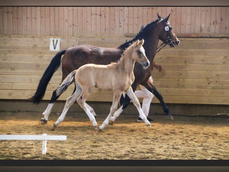 Pony tedesco Stallone 1 Anno Falbo in Einbeck