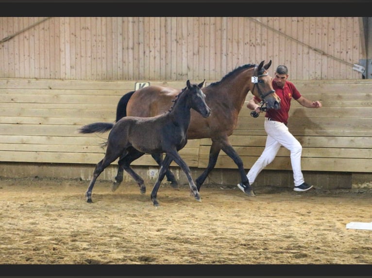 Pony tedesco Stallone 1 Anno Morello in Einbeck