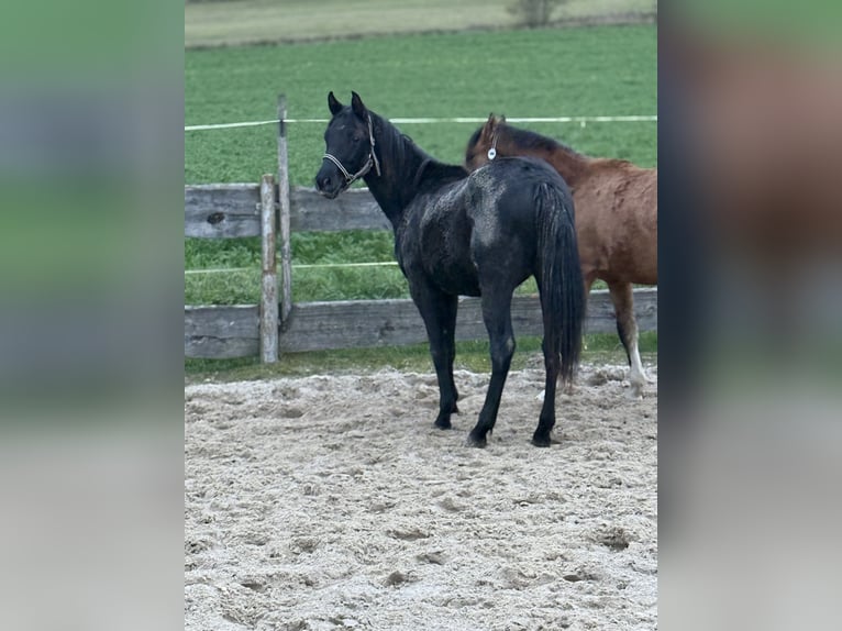 Pony tedesco Stallone 1 Anno Morello in Einbeck