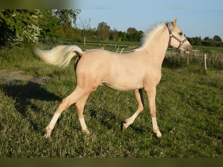 Pony tedesco Stallone 1 Anno Palomino in Selfkant