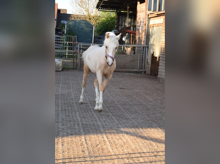 Pony tedesco Stallone 1 Anno Palomino in Selfkant