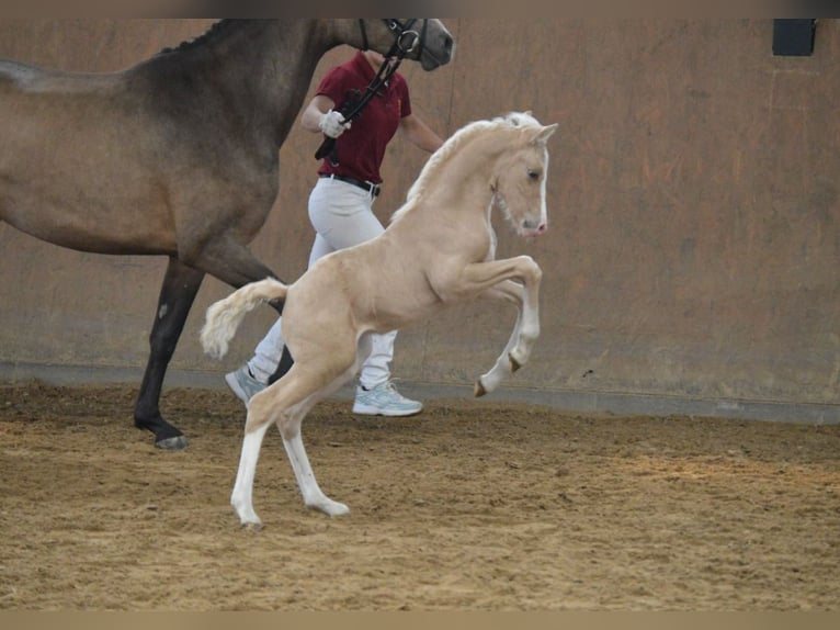 Pony tedesco Stallone 1 Anno Palomino in Wittstock/Dosse OT Feyenstein