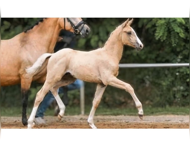 Pony tedesco Stallone 1 Anno Palomino in Ganderkesee