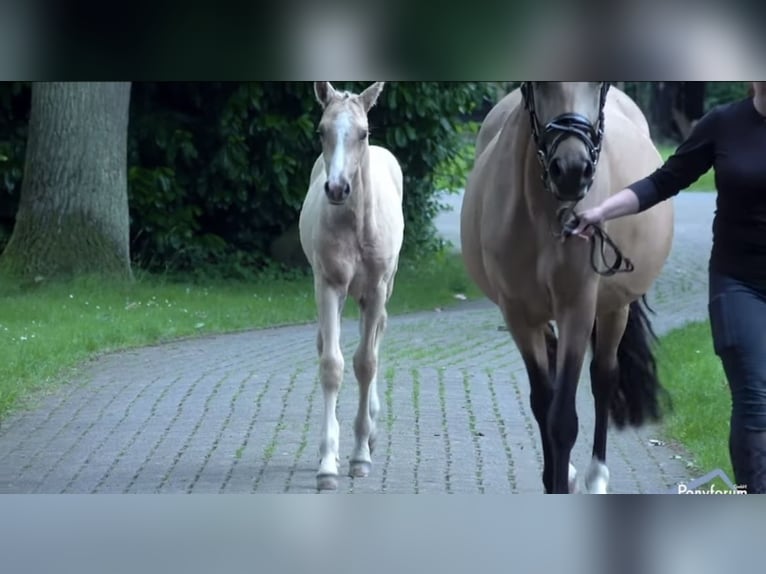 Pony tedesco Stallone 1 Anno Palomino in Ganderkesee
