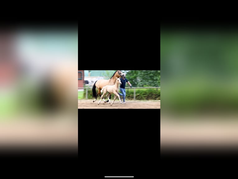 Pony tedesco Stallone 1 Anno Palomino in Ganderkesee