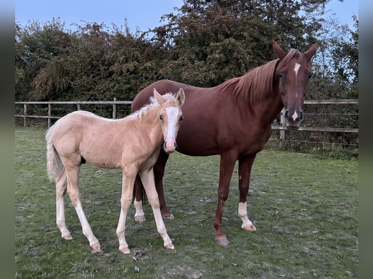 Pony tedesco Stallone 1 Anno Palomino in Racksen