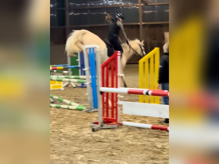 Pony tedesco Stallone 1 Anno Pelle di daino in Hochdonn