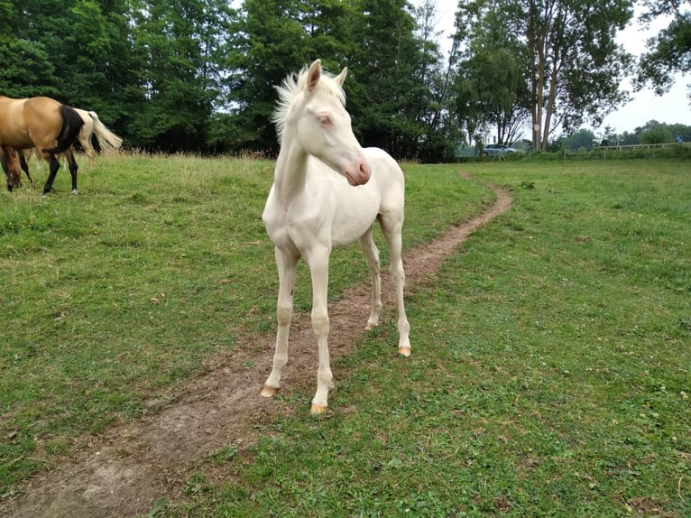 Pony tedesco Stallone 1 Anno Perlino in Meißenheim