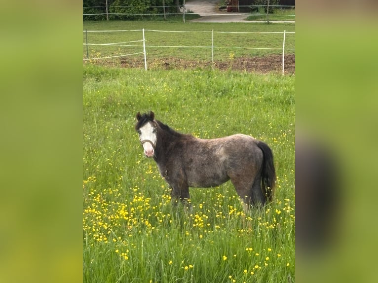 Pony tedesco Stallone 1 Anno Può diventare grigio in Villingen-Schwenningen