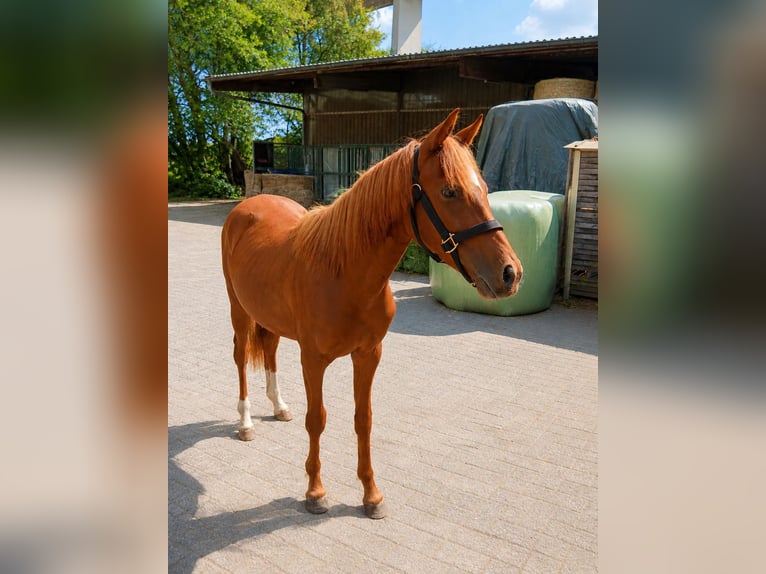 Pony tedesco Stallone 1 Anno Sauro in Mülheim an der Ruhr
