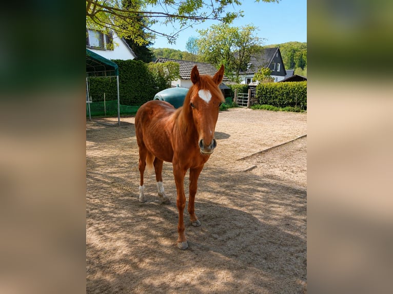 Pony tedesco Stallone 1 Anno Sauro in Mülheim an der Ruhr