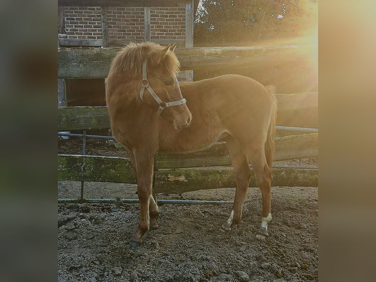 Pony tedesco Stallone 1 Anno Sauro scuro in Ritterhude