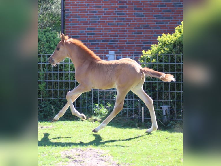 Pony tedesco Stallone 1 Anno Sauro scuro in Ritterhude