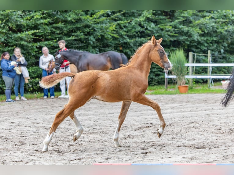 Pony tedesco Stallone 1 Anno Sauro scuro in Varel Jethausen