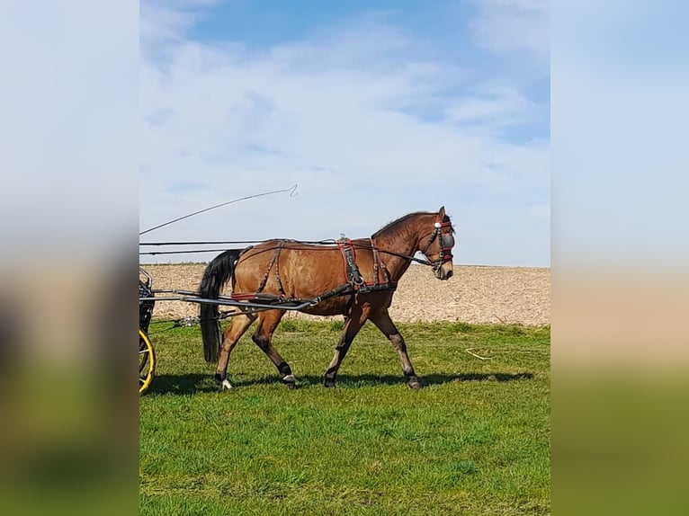 Pony tedesco Stallone 20 Anni 146 cm Baio in Niederstotzingen
