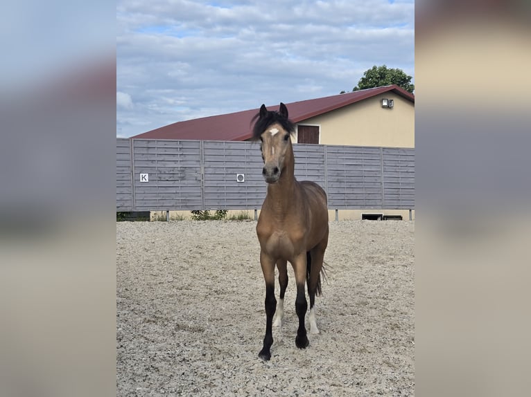 Pony tedesco Stallone 2 Anni 142 cm Pelle di daino in Gelenau/Erzgebirge