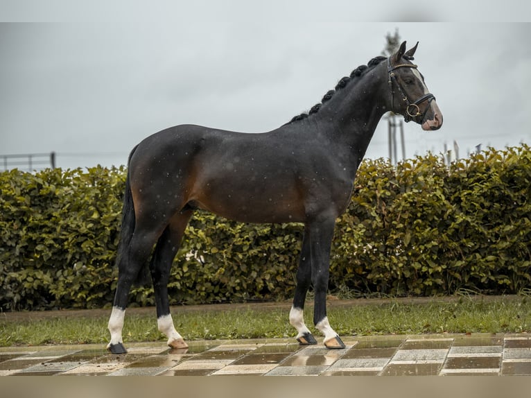 Pony tedesco Stallone 2 Anni 143 cm Baio nero in Gomadingen