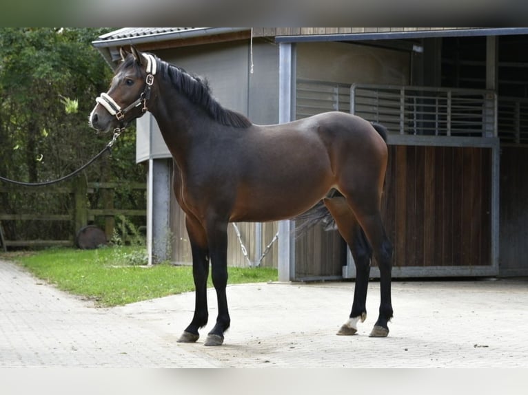 Pony tedesco Stallone 2 Anni 143 cm Baio scuro in Pulheim