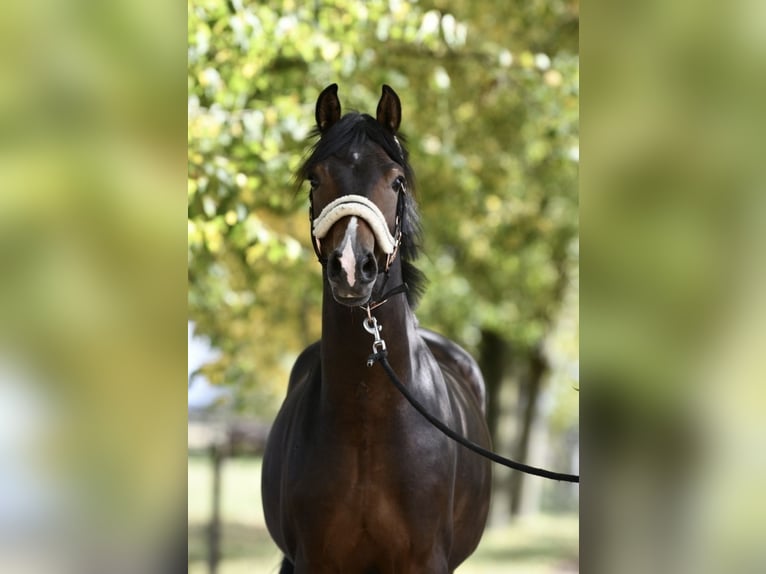 Pony tedesco Stallone 2 Anni 143 cm Baio scuro in Pulheim