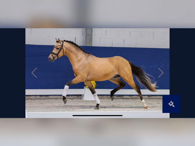 Pony tedesco Stallone 2 Anni 143 cm Falbo in Welver