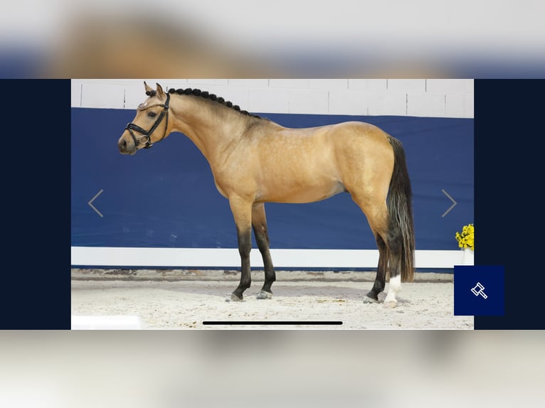 Pony tedesco Stallone 2 Anni 143 cm Falbo in Welver
