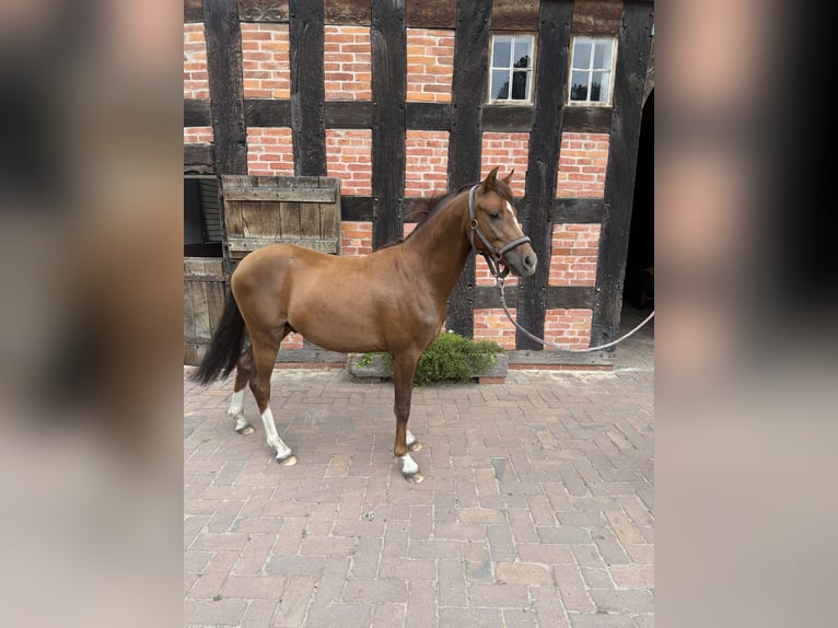 Pony tedesco Stallone 2 Anni 143 cm Sauro scuro in Thedinghausen