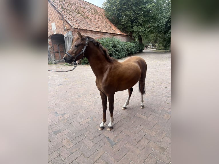 Pony tedesco Stallone 2 Anni 143 cm Sauro scuro in Thedinghausen