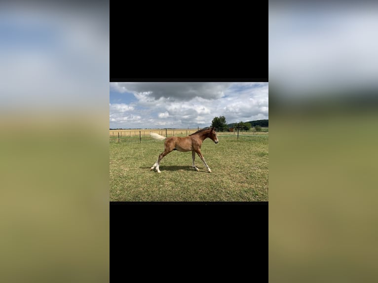 Pony tedesco Stallone 2 Anni 144 cm Baio in Fischbachau