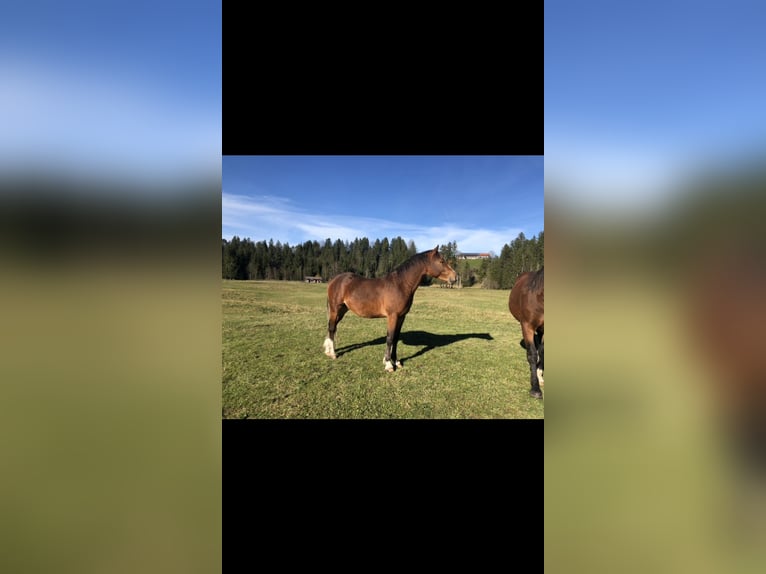 Pony tedesco Stallone 2 Anni 144 cm Baio in Fischbachau