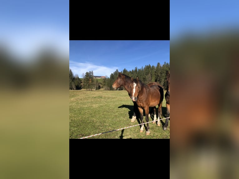 Pony tedesco Stallone 2 Anni 144 cm Baio in Fischbachau