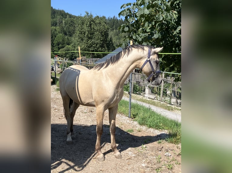 Pony tedesco Stallone 2 Anni 144 cm Falbo in St.Georgen an der Leys