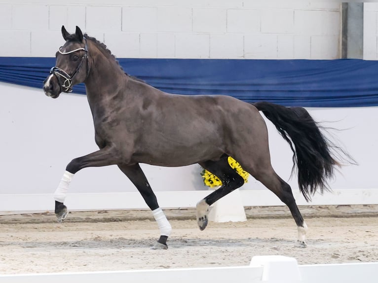 Pony tedesco Stallone 2 Anni 144 cm Falbo in Marsberg