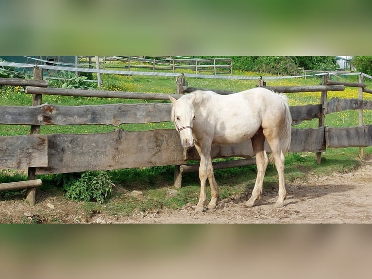 Pony tedesco Stallone 2 Anni 144 cm Palomino in Ebersbach an der Fils Pony tedesco Stallone 2 Anni 144 cm Palomino in Ebersbach an der Fils