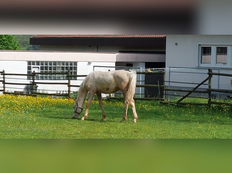 Pony tedesco Stallone 2 Anni 144 cm Palomino in Ebersbach an der Fils Pony tedesco Stallone 2 Anni 144 cm Palomino in Ebersbach an der Fils