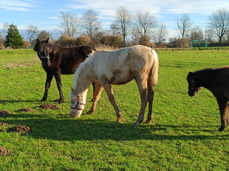 Pony tedesco Stallone 2 Anni 145 cm Champagne in Probsteierhagen