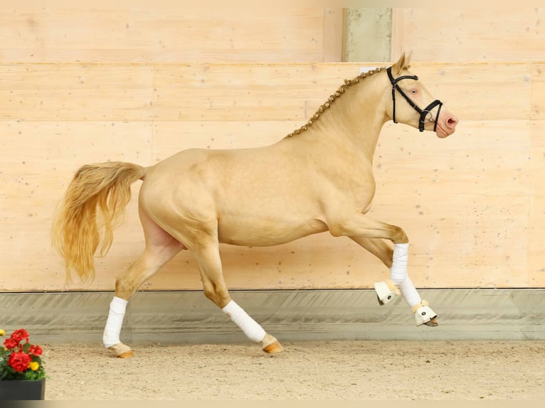 Pony tedesco Stallone 2 Anni 145 cm Cremello in Gomadingen