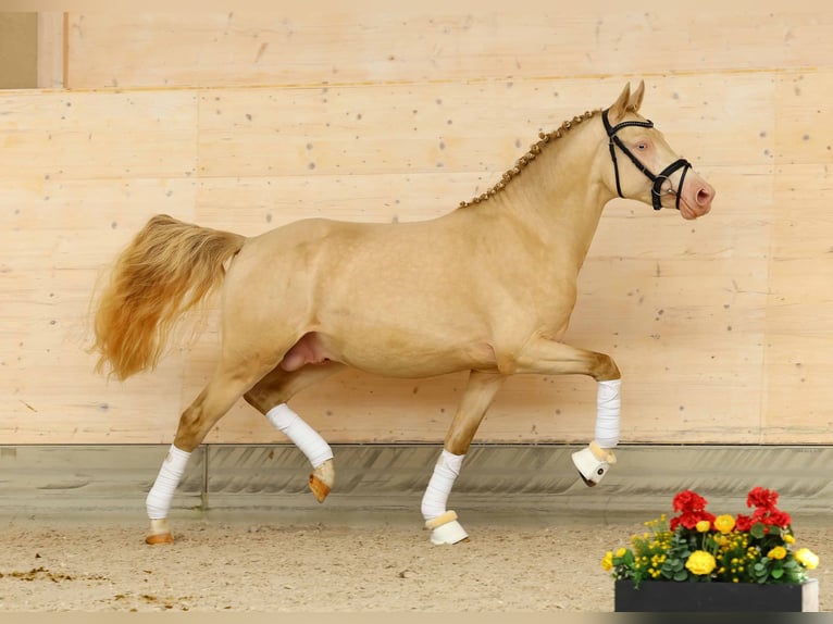 Pony tedesco Stallone 2 Anni 145 cm Cremello in Gomadingen