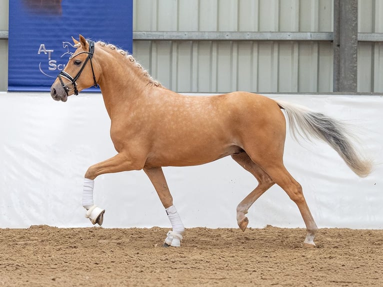 Pony tedesco Stallone 2 Anni 145 cm Palomino in Bedburg