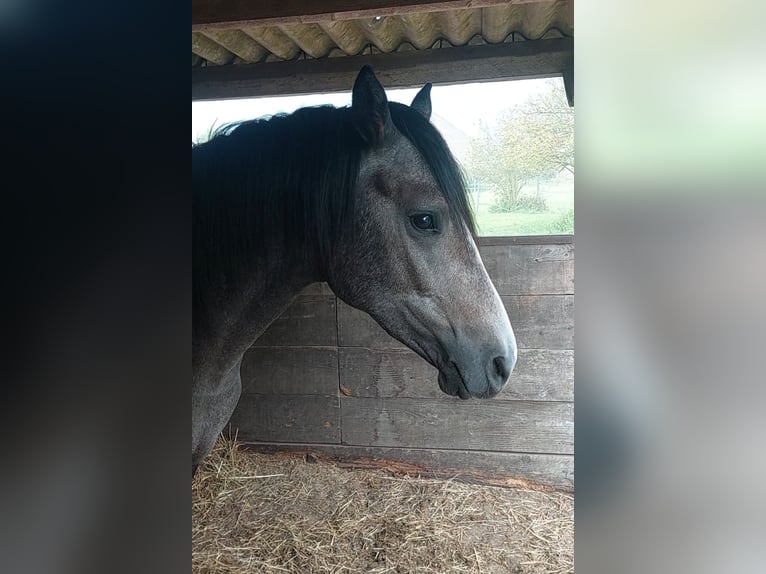 Pony tedesco Stallone 2 Anni 145 cm Può diventare grigio in Dersekow