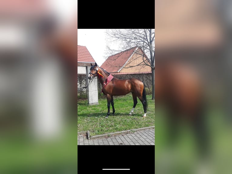 Pony tedesco Stallone 2 Anni 146 cm Baio in Burgwedel