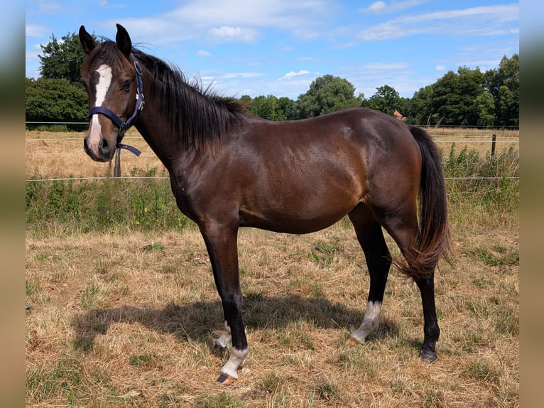 Pony tedesco Stallone 2 Anni 146 cm Baio in Burgwedel