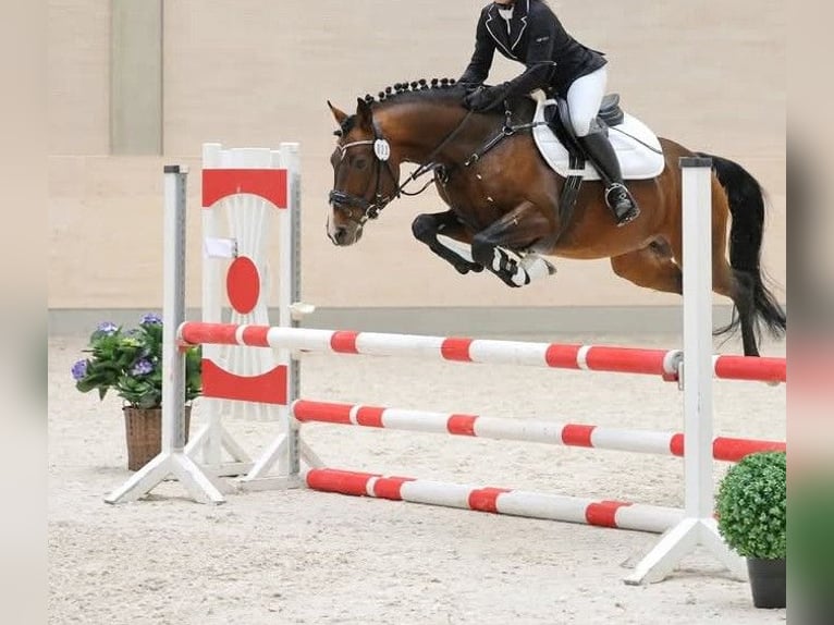 Pony tedesco Stallone 2 Anni 146 cm Baio in Burgwedel